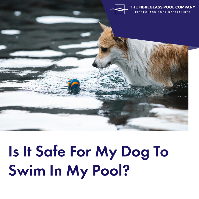 Is-It-Safe-For-My-Dog-To-Swim-In-My-Pool-01