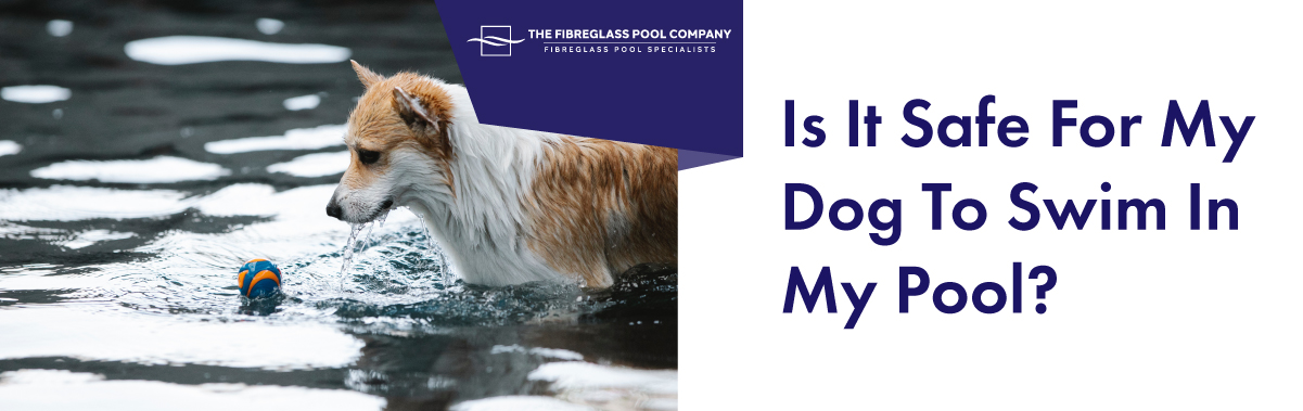 Is-It-Safe-For-My-Dog-To-Swim-In-My-Pool-02